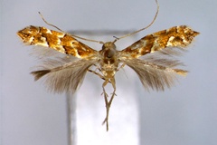 Phyllonorycter nepalensis