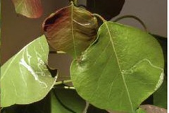 Caloptilia triadicae