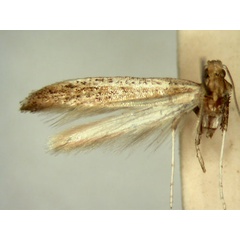 /filer/webapps/moths_gc/media/images/S/seriata_Aspilapteryx_HT_TMSA328.jpg