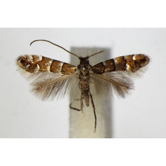 /filer/webapps/moths_gc/media/images/S/stettinensis_Phyllonorycter_A_ZSM.jpg