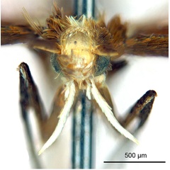/filer/webapps/moths_gc/media/images/G/gunniella_Neurostrota_A01_head1_ANIC.jpg