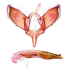 /filer/webapps/moths_gc/media/images/H/heteropsis_Pogonocephala_GM_NULT023480_ANIC.jpg