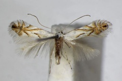 Phyllonorycter tenerella