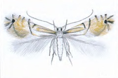 Phyllocnistis citrella