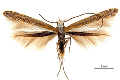 Pogonocephala heteropsis