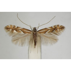 /filer/webapps/moths_gc/media/images/M/maestingella_Phyllonorycter_A_ZSM_2.jpg