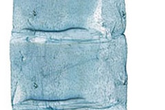 Parectopa melanoxyla