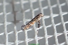 Aspilapteryx pentaplaca