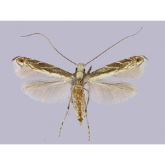 /filer/webapps/moths_gc/media/images/P/parasitica_Epicephala_HT_Kawakita-et-Kato_2016_92.jpg