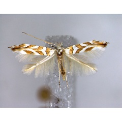 /filer/webapps/moths_gc/media/images/H/hortella_Phyllonorycter_A_EIHU.jpg