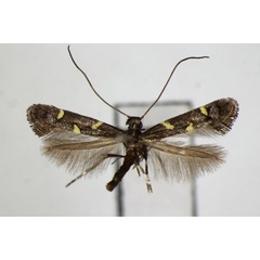 /filer/webapps/moths_gc/media/images/T/trimaculata_Calybites_A_ZSM.jpg