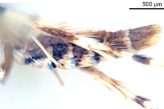 Gibbovalva lambertiae