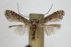Parornix carpinella