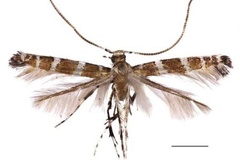 Spulerina cuneata