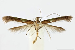 Caloptilia camaronae
