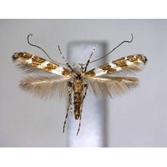 /filer/webapps/moths_gc/media/images/T/tricuneatella_Gibbovalva_A_.jpg