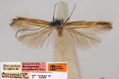 Acrocercops euryschema