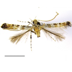 /filer/webapps/moths_gc/media/images/C/clavata_Gibbovalva_HT_Bai-et-al_2016_142.jpg