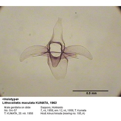 /filer/webapps/moths_gc/media/images/M/maculata_Phyllonorycter_GM_HT_57_EIHU.jpg