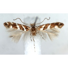 /filer/webapps/moths_gc/media/images/D/didymopa_Phyllonorycter_AF_RMCA.jpg