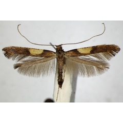 /filer/webapps/moths_gc/media/images/F/falconipennella_Caloptilia_A_ZSM_2.jpg