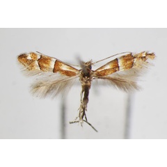 /filer/webapps/moths_gc/media/images/B/bicinctella_Phyllonorycter_A_ZSM_2.jpg