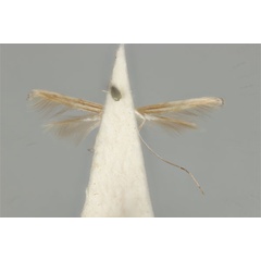/filer/webapps/moths_gc/media/images/L/lechriotoma_Cuphodes_HT_ANIC31-010797_ventral.jpg