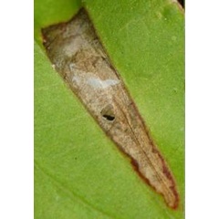 /filer/webapps/moths_gc/media/images/C/canadensisella_Caloptilia_mine1_Eiseman_2025_1804.jpg