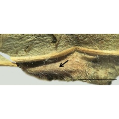 /filer/webapps/moths_gc/media/images/B/baranchikovi_Micrurapteryx_Cocoon4__Kirichenko-et-al_2021_147.jpg