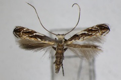 Liocrobyla brachybotrys