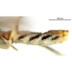 /filer/webapps/moths_gc/media/images/C/crotonella_Diphtheroptila_PT12_abdomen_ANIC.jpg