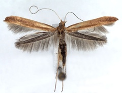 /filer/webapps/moths_gc/media/images/E/elongella_Caloptilia_A_WJDP.jpg