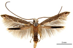 Epicephala acrobaphes