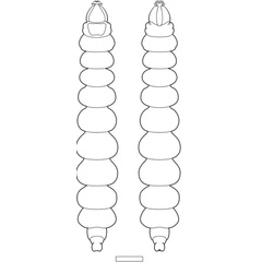 /filer/webapps/moths_gc/media/images/F/furcata_Phyllocnistis_larva_Cerdena_2020_130.jpg