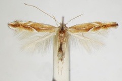 Phyllonorycter suberifoliella