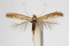 Phyllonorycter messaniella