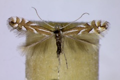 Phyllonorycter coryli