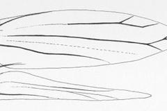 Cremastobombycia kipepeo