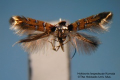 Hyloconis lespedezae