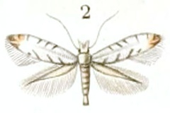 Phyllonorycter abrasella