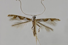 Dialectica sanctaecrucis darwini