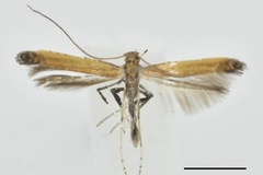 Caloptilia rhynchosiae