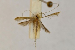 Caloptilia fera