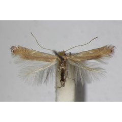 /filer/webapps/moths_gc/media/images/D/delitella_Phyllonorycter_A_ZSM_4.jpg