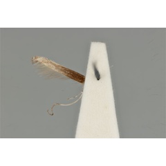 /filer/webapps/moths_gc/media/images/C/clisiophora_Acrocercops_ST_ANIC31-087230_ventral.jpg