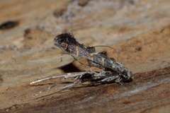Ectropina spirostachydis