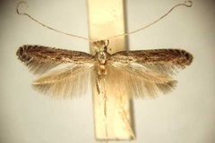 Pleiomorpha habrogramma