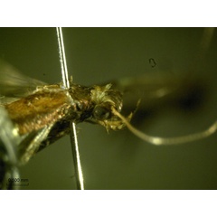 /filer/webapps/moths_gc/media/images/C/camaronae_Caloptilia_A_HA_3.jpg