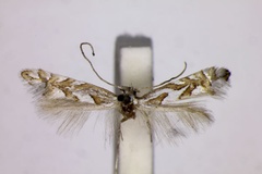 Phyllonorycter insignis