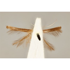 /filer/webapps/moths_gc/media/images/P/pyrigenes_Acrocercops_ST_ANIC31-087235_ventral.jpg